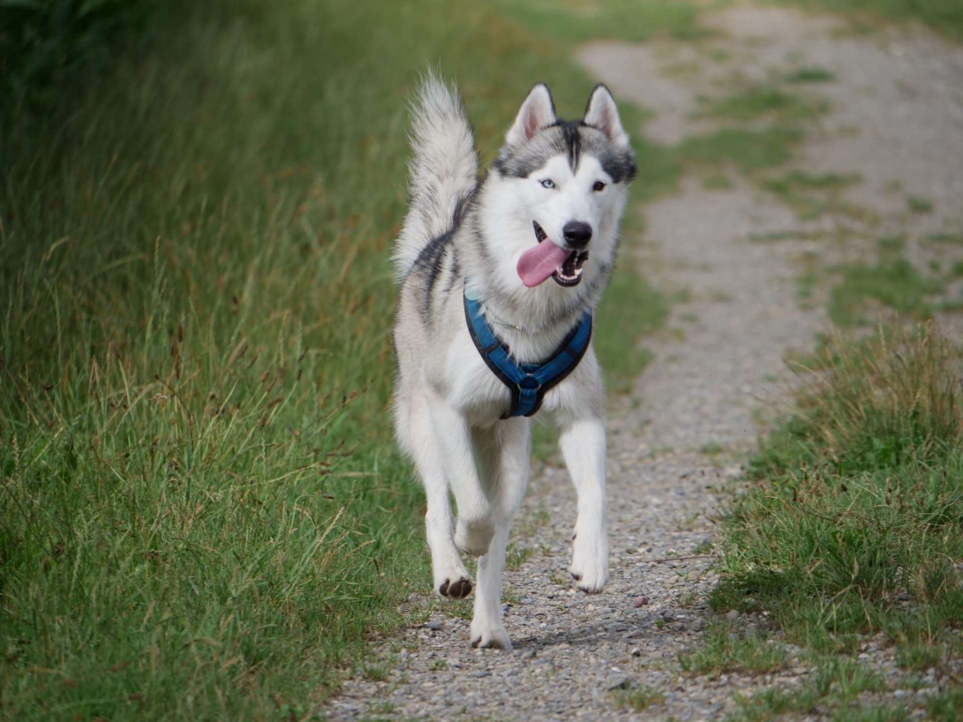 Husky läuft auf dem Feldweg