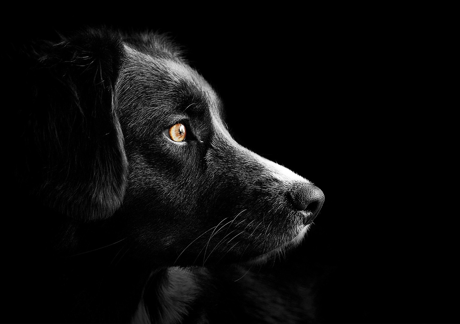Hund im Profil