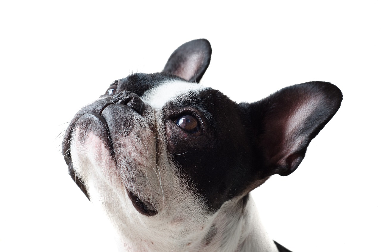 doglooksup