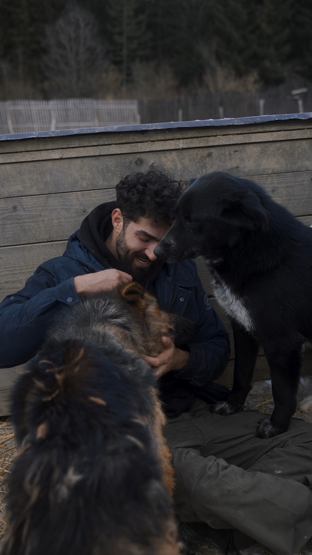 marco_2dogs_sitting